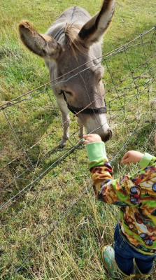 Besuch bei den Eseln